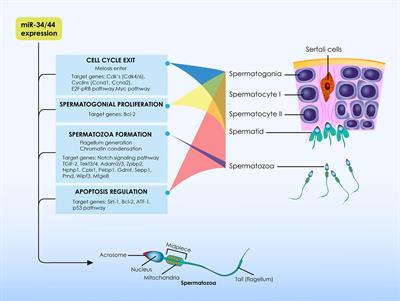 Investigating the Role of the microRNA-34/449 Family in Male Infertility: A Critical Analysis and Review of the Literature